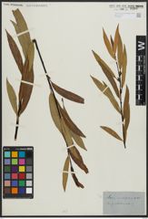 Foto von Salix acutifolia Willd.
